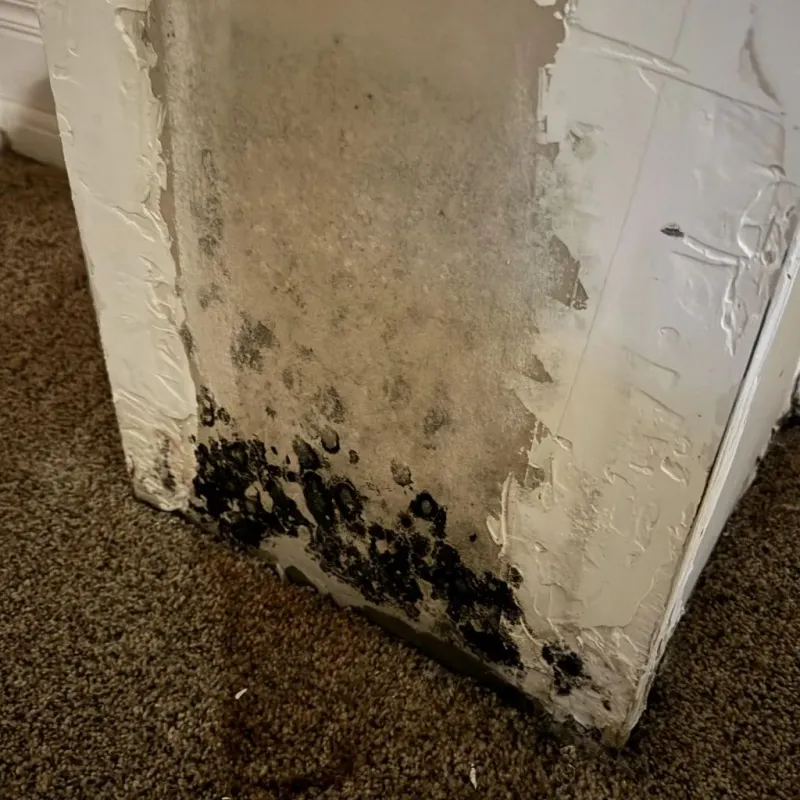 Professional Mold Removal in Edgefield County, SC